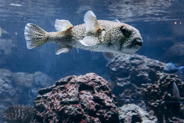 Fischdiodon im Aquarium. schöner Fisch-Diodon. — Stockfoto