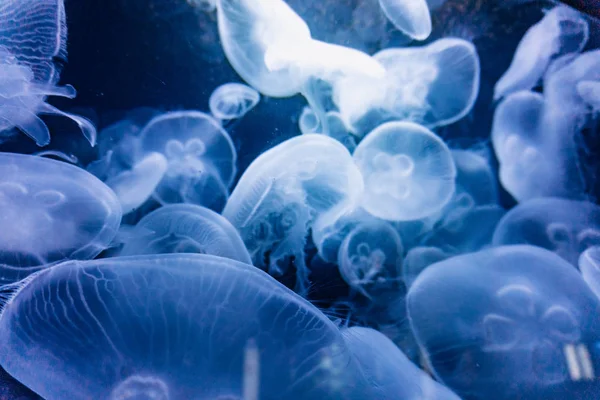 Medusas iluminadas con luz azul nadando en acuario . — Foto de Stock