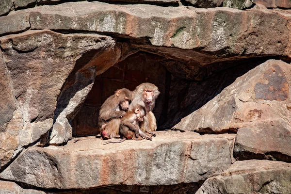 Hamadryads Baboons sit in the mountains. — Stock Photo, Image