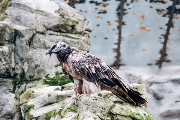 Vulture bearded sitting in the steppe on the rocks — Stock Photo, Image