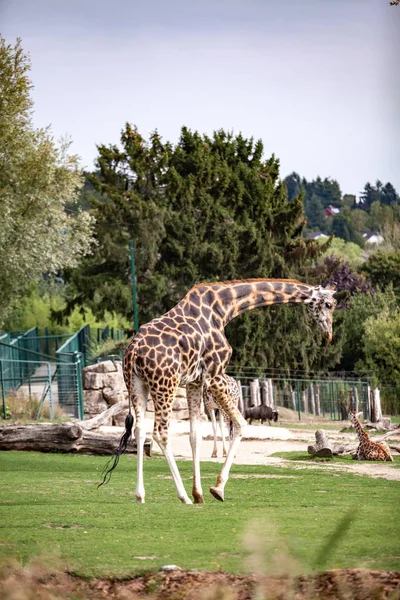Girafa caminha na natureza entre as árvores no verão — Fotografia de Stock