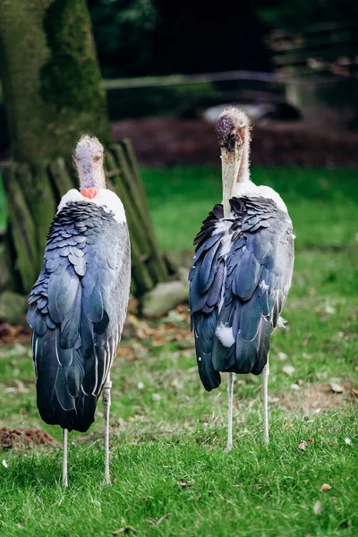 Cigüeña de Marabú en el parque. Cigüeñas de Marabú en el Parque Nacional . — Foto de Stock