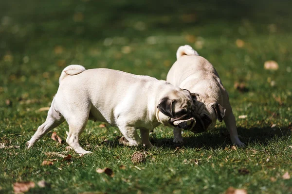 Yazın parkta iki komik köpek yürüyüşü. — Stok fotoğraf
