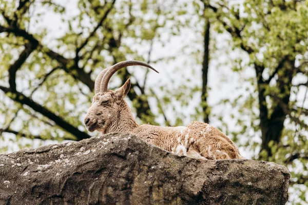 Brown mountain goat lying on the rocks — Stock Photo, Image