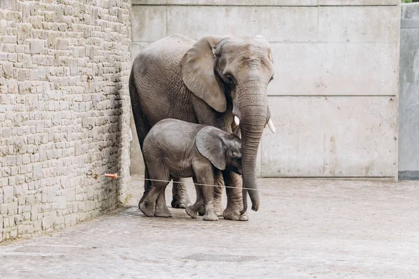 Baby słoń w pobliżu dużej matki w zoo — Zdjęcie stockowe