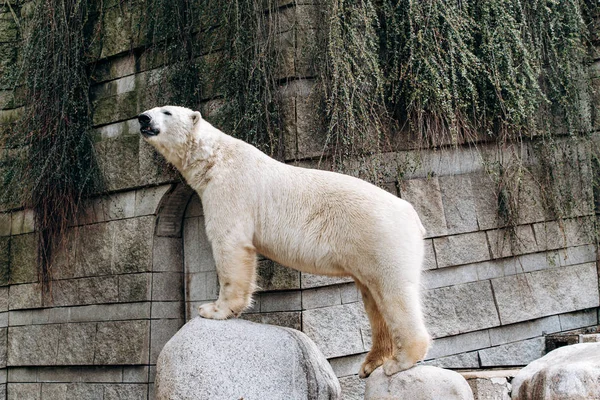 Niedźwiedź polarny w zoo. Wielki biały niedźwiedź. — Zdjęcie stockowe