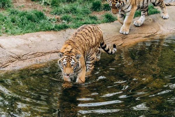 晴れた日に虎が水の上を歩く — ストック写真