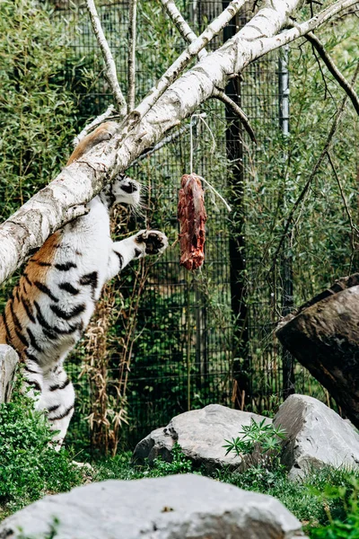 Tigris eszik egy darab húst — Stock Fotó