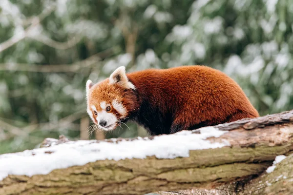 Panda Rojo trepa a un árbol en invierno con arbustos verdes en el fondo —  Fotos de Stock