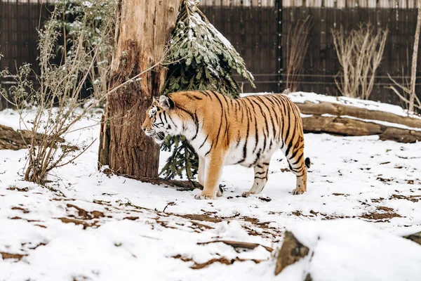 Tiger walks on snow-covered ground — Stock Photo, Image