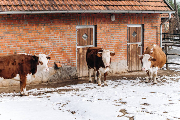 Brown and white cows walk near the farm building in winter