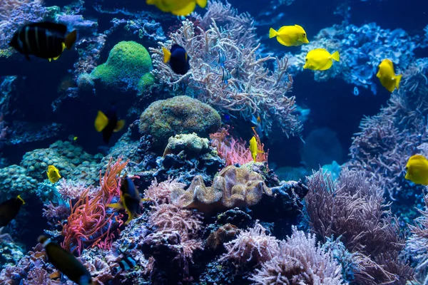 Cena subaquática com recife de coral e peixes tropicais — Fotografia de Stock