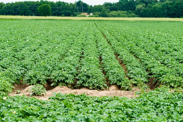 Potatoes plantations grow in the field. Vegetable rows. Farming, — Stock Photo, Image