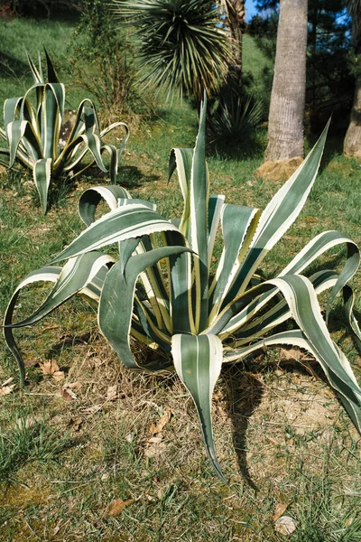 Agave americana lub amerykański aloes, jest gatunkiem roślin kwitnących w rodzinie Agavaceae, pochodzi z Meksyku, a Stany Zjednoczone w Nowym Meksyku, Arizonie i Teksasie. Obrazek Stockowy