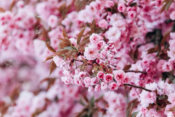 Branches of cherry blossoms. Beautiful Sakura in the garden — Stock Photo, Image