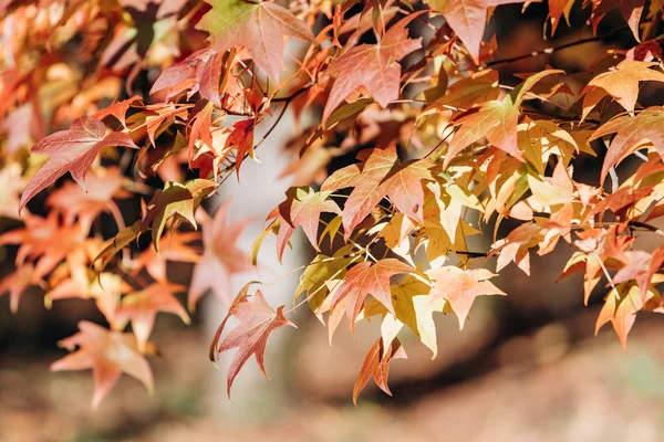 Maple bladeren in de herfst op de takken. Maple bladeren close-up op de takken — Stockfoto