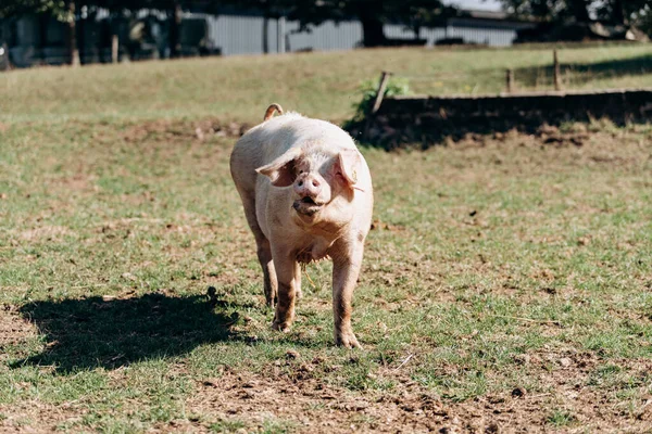 Varkens grazen op de boerderij. Varkens en kwekerijen. — Stockfoto