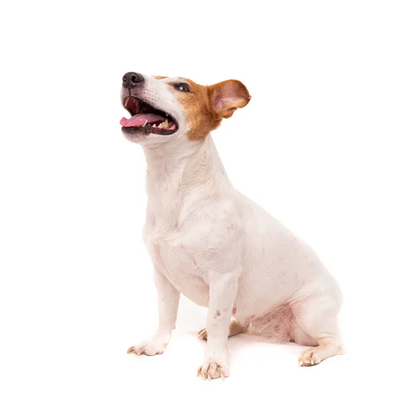 Dog jack russell terrier olha para cima em um fundo branco — Fotografia de Stock