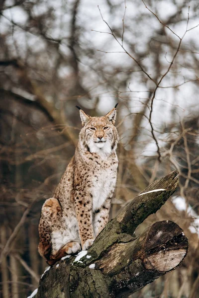 Lynx wspina się na drzewa w słoneczny zimowy dzień — Zdjęcie stockowe