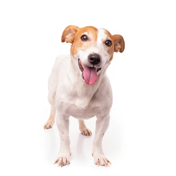 Jack Russell Terrier, isoliert auf weißem Hintergrund im Studio — Stockfoto