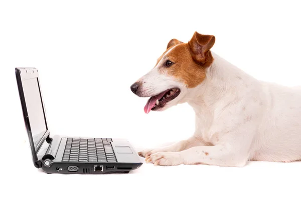 Jack Russell dog using a computer and browsing the internet — стоковое фото