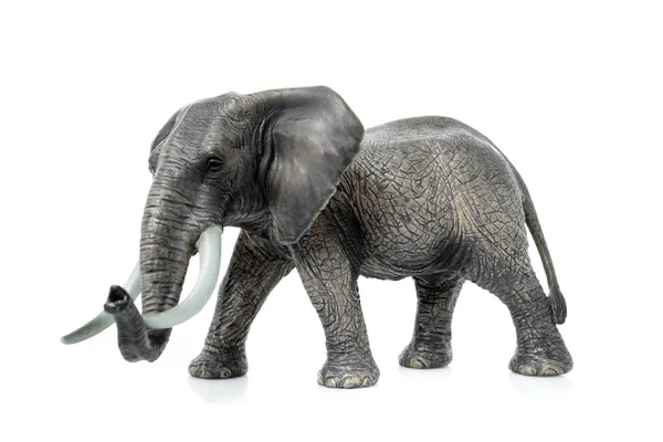 Портрет слона на белом фоне . — стоковое фото