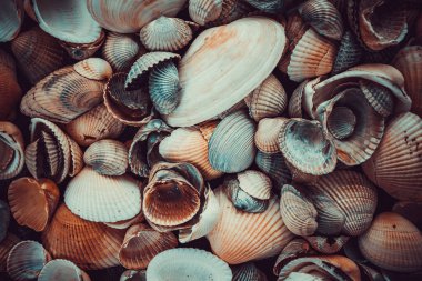 Doğanın güzel arka planı ve dokusu deniz kabuğu deseni