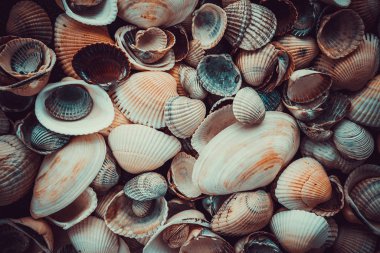 Arkaplan olarak karışık renkli deniz kabukları