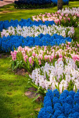 Baharda çiçek bahçesi ya da tarla. Bahar Bahçesi