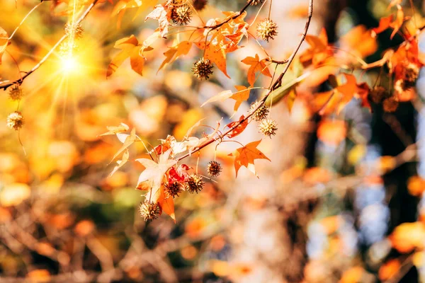 Ahornblätter im Herbst an den Zweigen. Ahornblätter aus nächster Nähe — Stockfoto