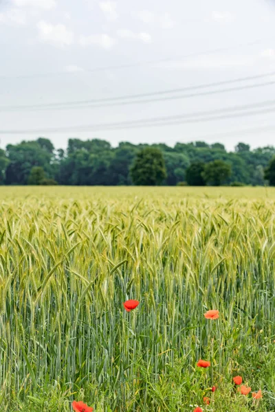 Las amapolas crecen cerca de un campo de cebada. Amapolas en el fondo de un campo de cebada . — Foto de Stock