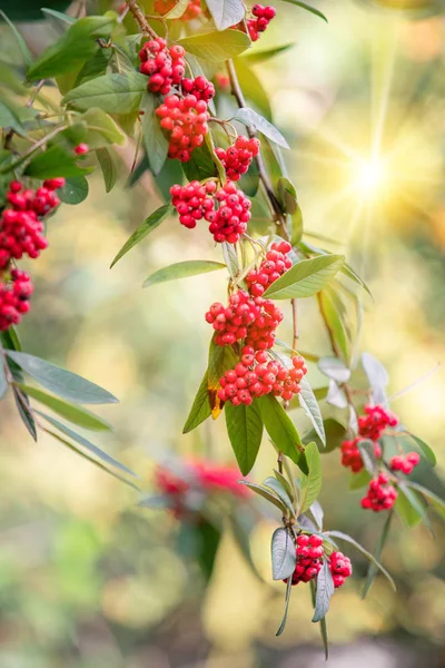 Common red elderberry, red-berried elder berries on the branch i