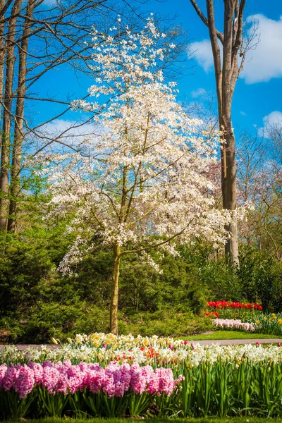 Voorjaar achtergrond. Voorjaarsbloemen. Schoonheid natuurlijke achtergrond — Stockfoto