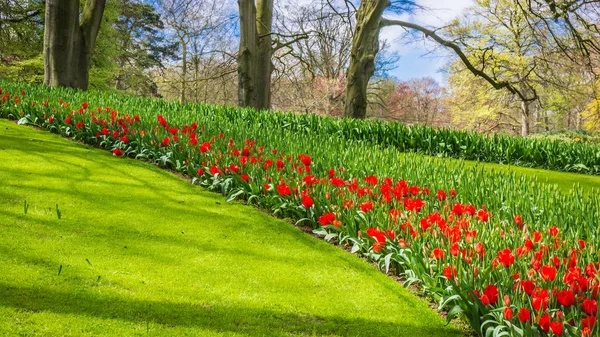 Voorjaar achtergrond. Voorjaarsbloemen. Schoonheid natuurlijke achtergrond — Stockfoto