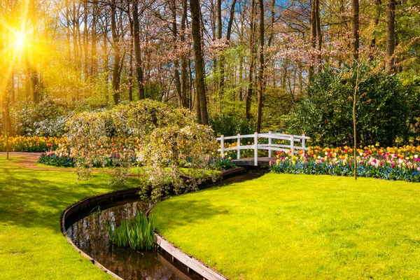 Bloeiende bloemen in het park Keukenhof in Nederland, Europa — Stockfoto