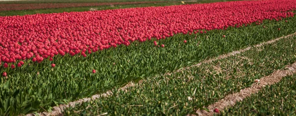 Kwitnące pola tulipanów w holenderskim krajobrazie — Zdjęcie stockowe