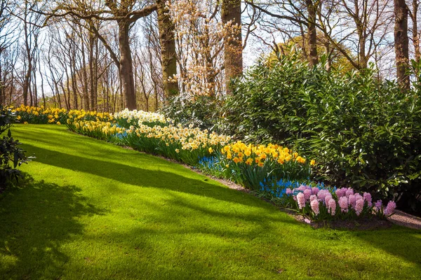 Flores florecientes en Keukenhof park en Países Bajos, Europa — Foto de Stock