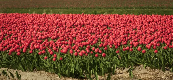 Champs de tulipes en fleurs dans un paysage hollandais — Photo