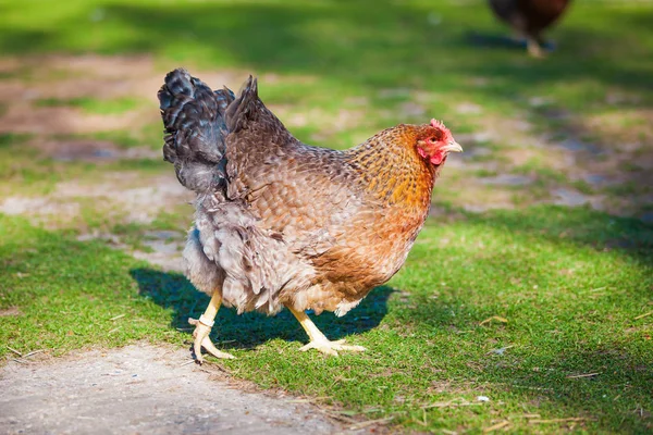 Gallina bruna in cerca di cibo in azienda — Foto Stock