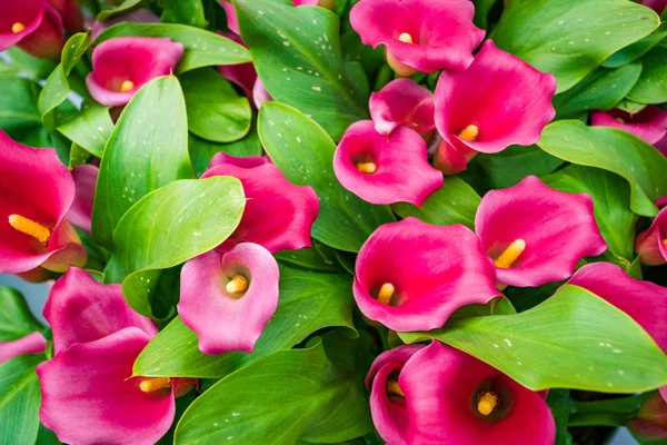 Cala lily pink flower background — Stock Photo, Image