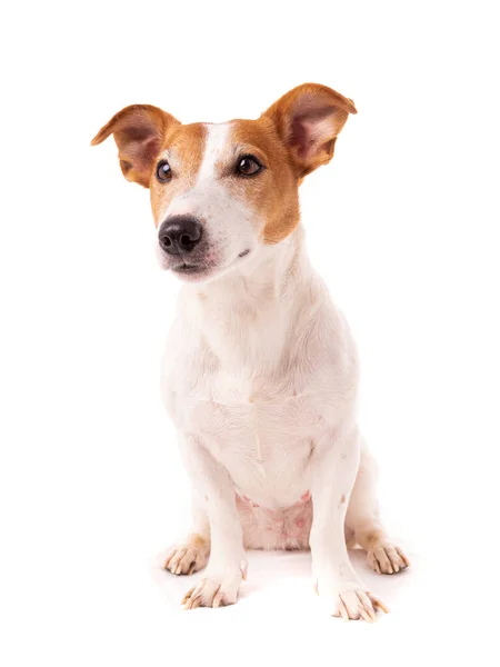 Cane jack russell terrier alza gli occhi su uno sfondo bianco — Foto Stock