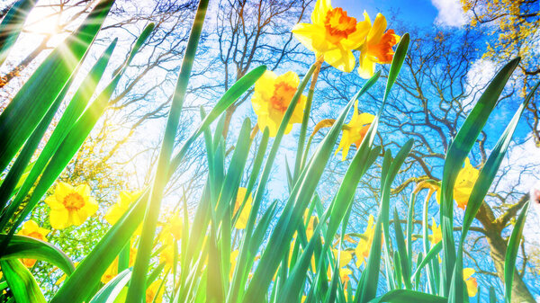 Easter background with fresh spring flowers. Yellow narcissuses 