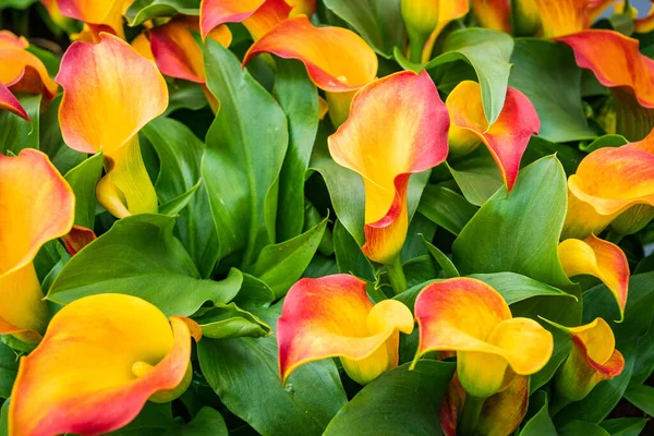 Ramo de calas multicolores. Patrón floral —  Fotos de Stock