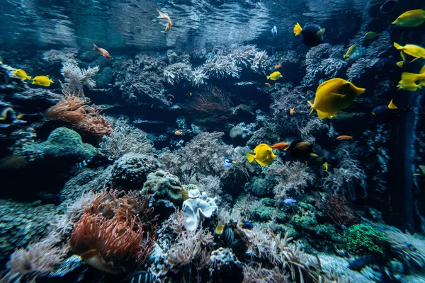 Барвистий підводний морський скелястий риф з коралом і губками і маленькою тропічною рибою, що плаває в блакитному океані — стокове фото