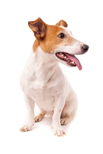 Jack Russell Terrier, geïsoleerd op witte achtergrond in de studio — Stockfoto