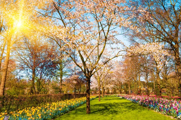 Paisaje primavera. Los rayos del sol brillan en las flores de un prado. jardín i — Foto de Stock