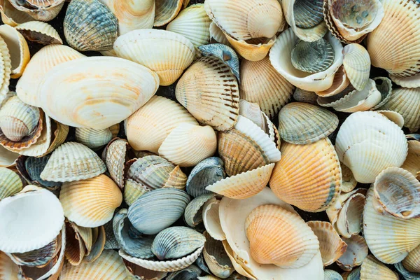 Bellissimo sfondo e texture della natura modello di conchiglia del mare — Foto Stock