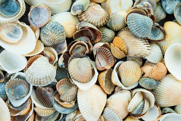 Vegyes színes kagylók, mint a háttér — Stock Fotó