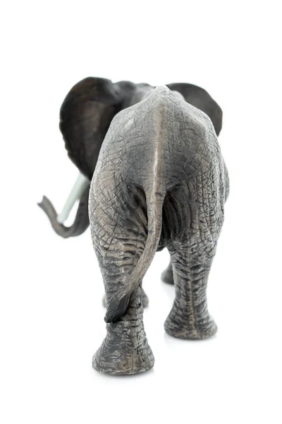Porträt eines Elefanten isoliert auf weißem Hintergrund. — Stockfoto