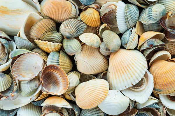 Conchiglie di mare colorate miste come sfondo. Struttura della conchiglia marina — Foto Stock